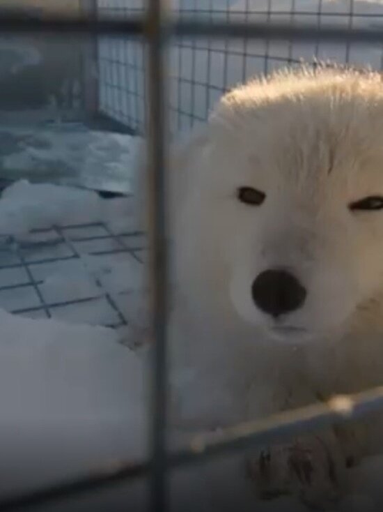 Фото: Instagram arctic_lab_yamal 