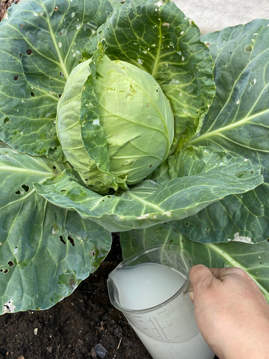 Капусту тоже подкормила