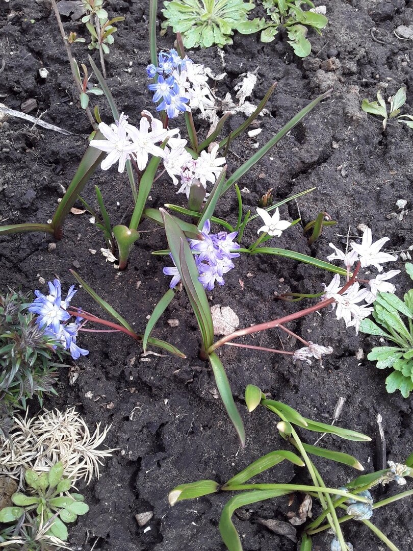 Хионодоксы в апреле в моем саду