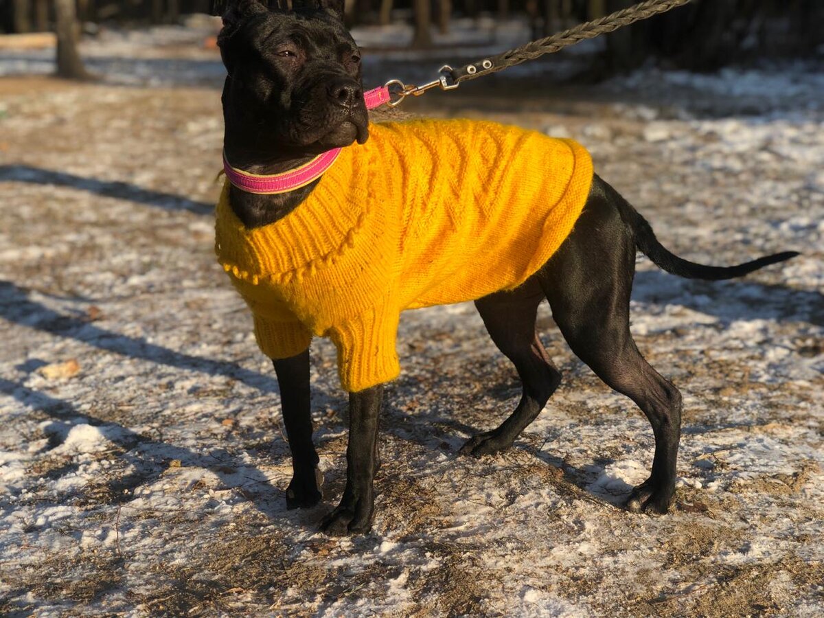 Собака породы питбуль по кличке Сандра в желтом вязаном свитере