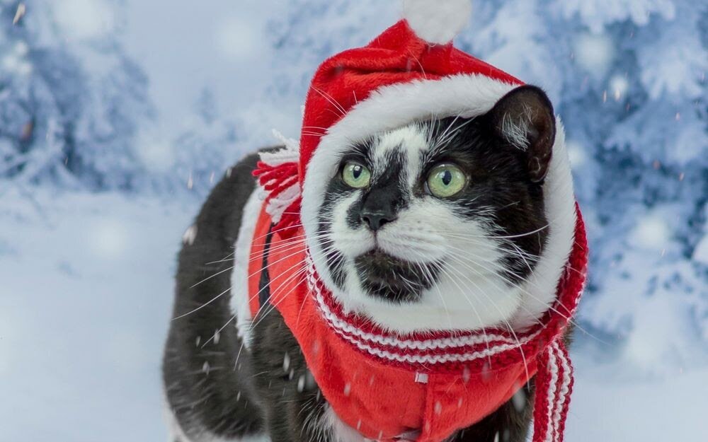 Мужские костюмы с котами от руб, купить с доставкой