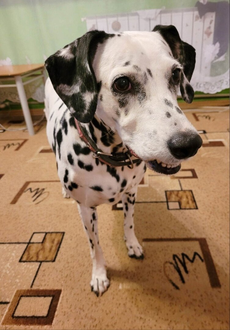 Вологда, далматин, 8-9 лет