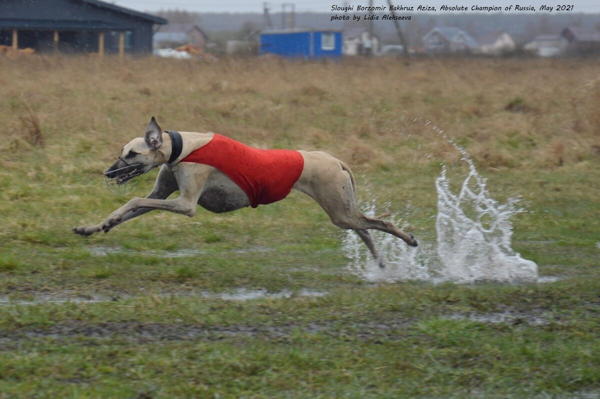Арабская борзая Слюги Борзомир Бахруз Азиза - Абсолютный Чемпион России, Гранд Чемпион России по Рабочим качествам


