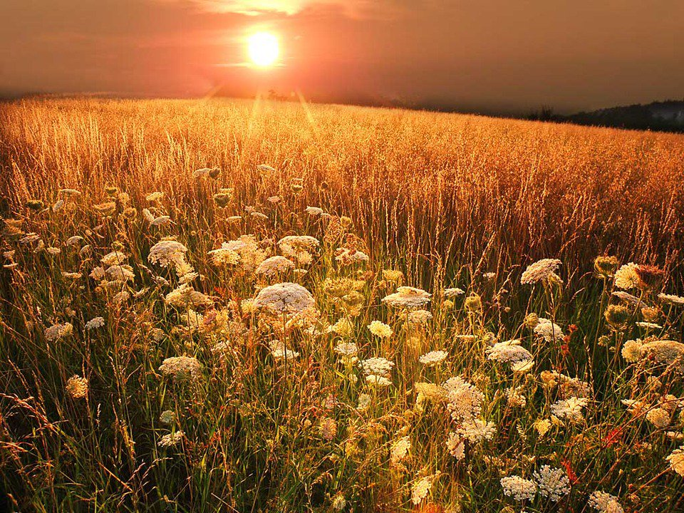 August. Знойное лето. Лето август. Летний зной. Знойный летний день.