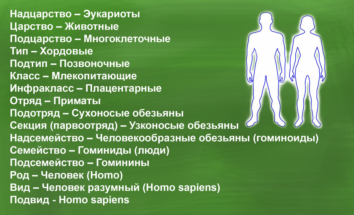 Место человека в систематике. Доказательства животного происхождения человека