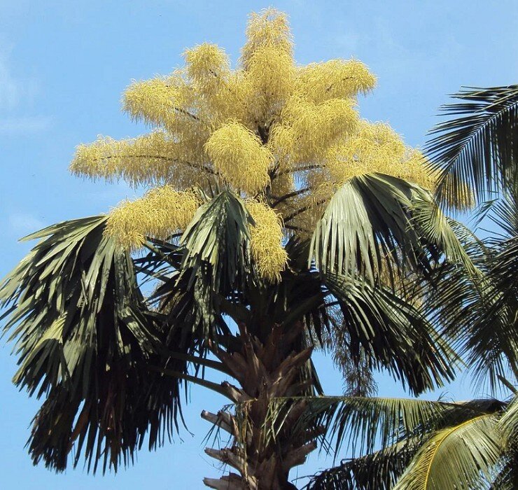 Корифа зонтичная