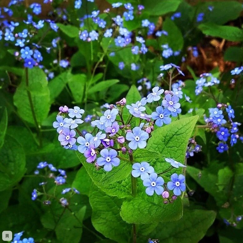 Бруннера Сибирская Brunnera sibirica