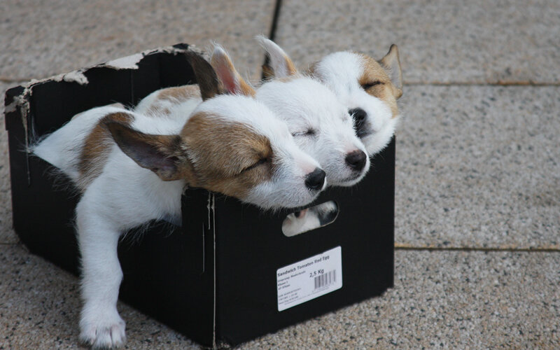 Безграничная энергия щенков- лишь иллюзия: для нормального развития им необходимо очень много спать. Фото Mabuya/Pixabay