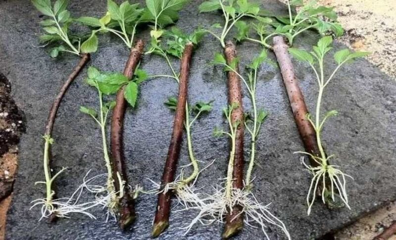 Размножение ежевики верхушечными отводками. Способы вертикальное размножение ежевики. Черенки ежевики. Размножение малины кумберленд отводками. Ежевика отводками.