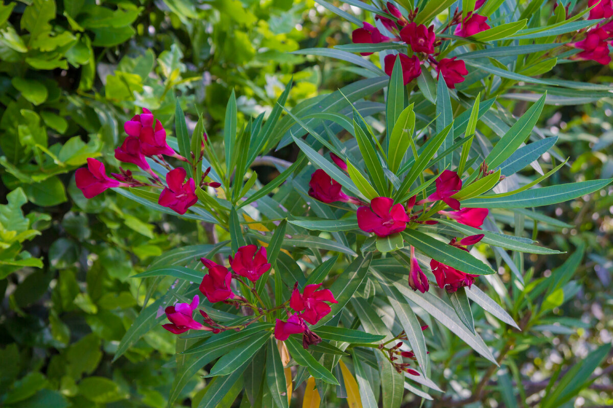 Олеандр малиновый