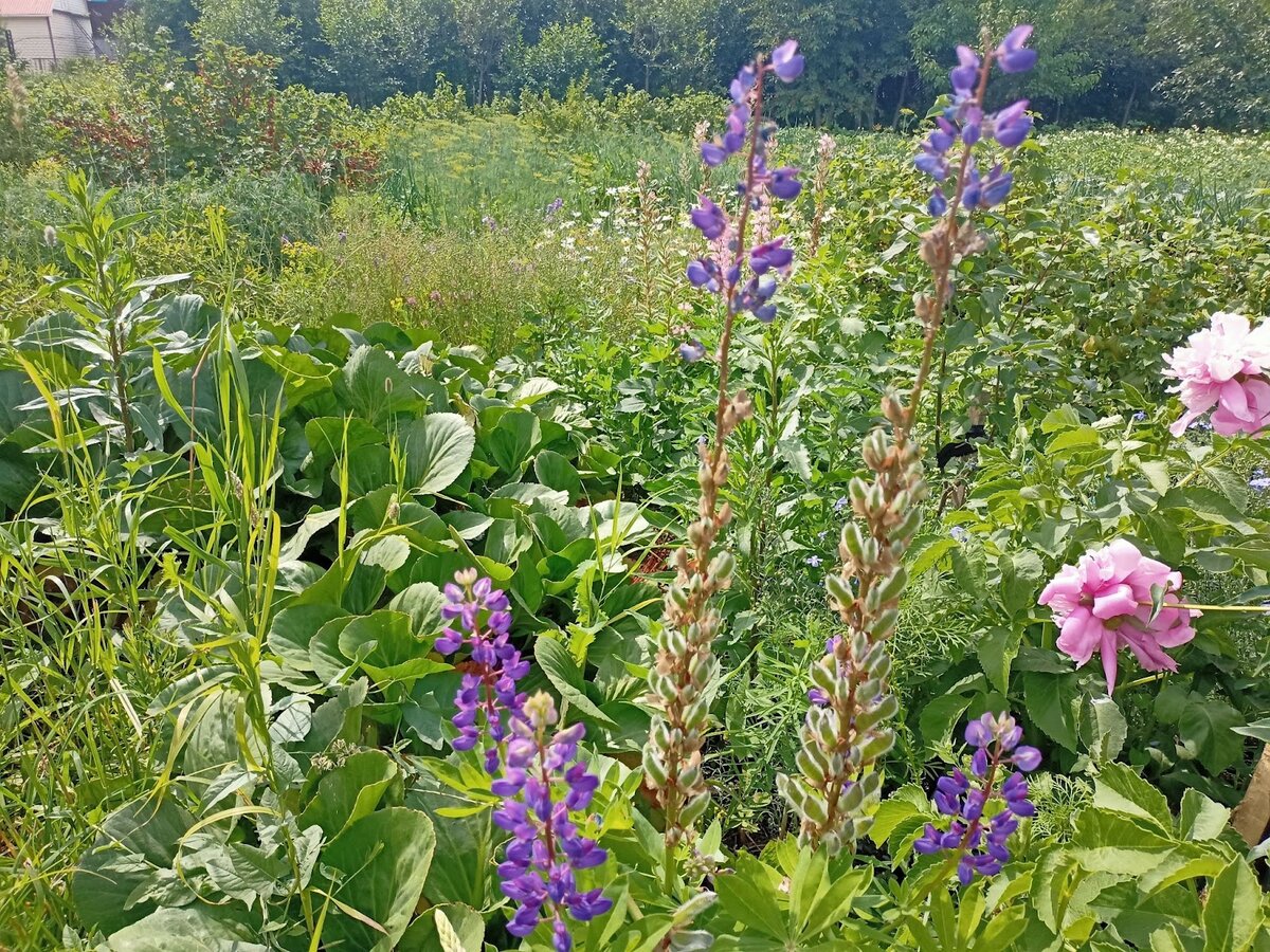 Люпин с созревшими семенами