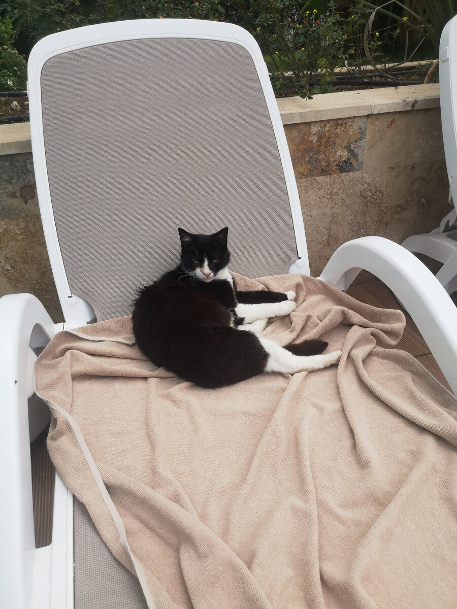 И снова кошки