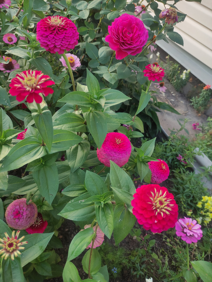 Роза и цинии подобрались в цвет) 