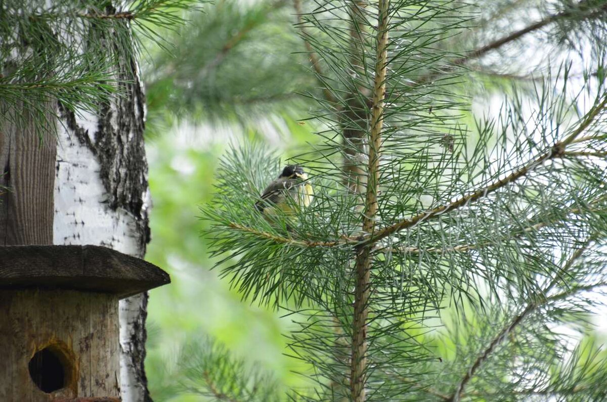 Дни, когда большие синицы были малыми | Уральский следопыт 🌲uralstalker |  Дзен