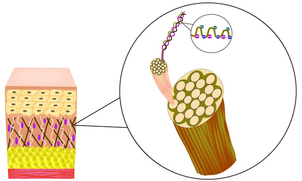 Коллаген формирует волокна, которые входят в состав дермыФото: © Timonina / Shutterstock / FOTODOM