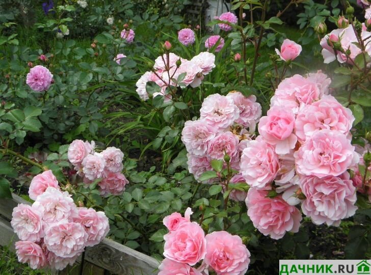 Выбор роз для посадки весной