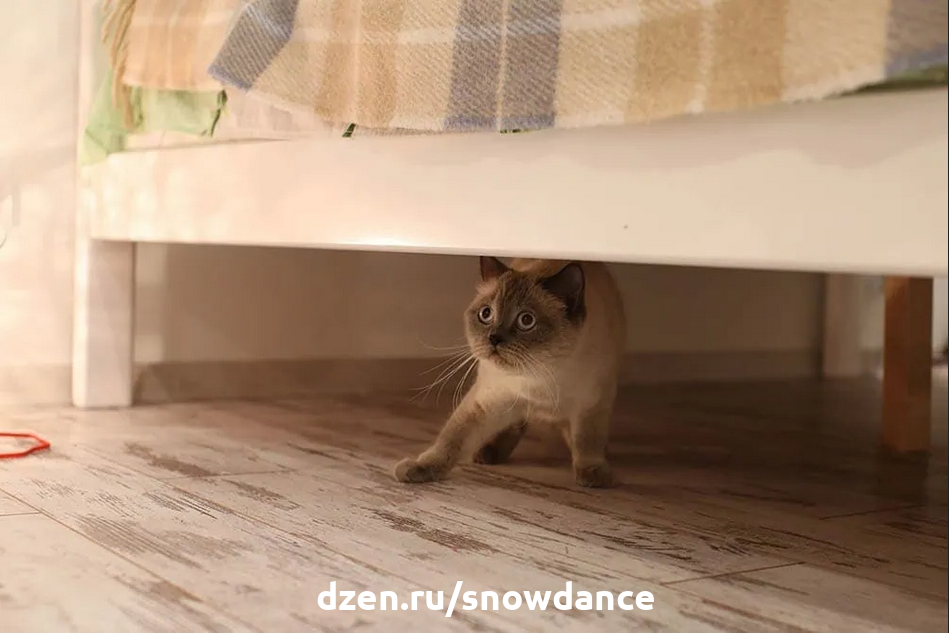 Почему моя кошка не любит, когда ее держат на руках? 7 причин и советы ...