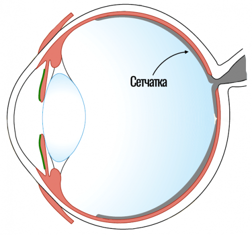 Разбор глаза. Сетчатка. Сетчатка глаза рисунок. Мегапиксель человеческого глаза.