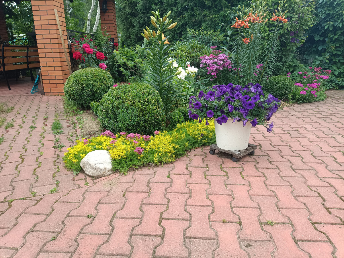 Десятилетние самшиты (слева) и пятилетний (справа) в саду, 2023