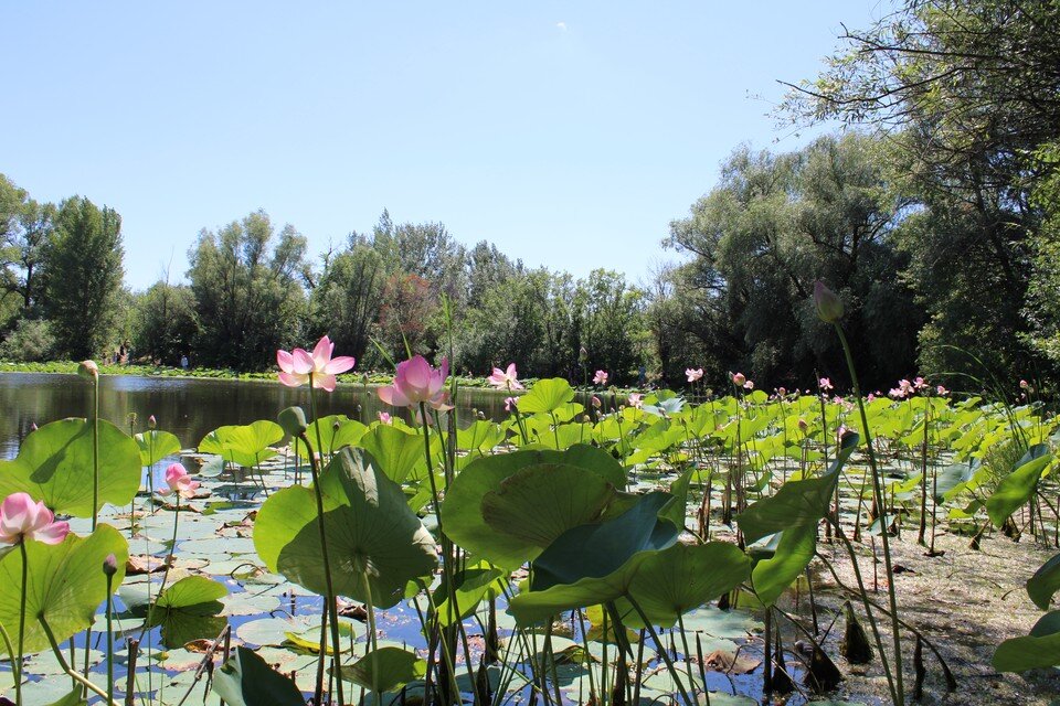    Озеро лотосов - настоящая красота! Эдуард Пальгунов