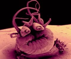    Гидротермальный глубоководный червь