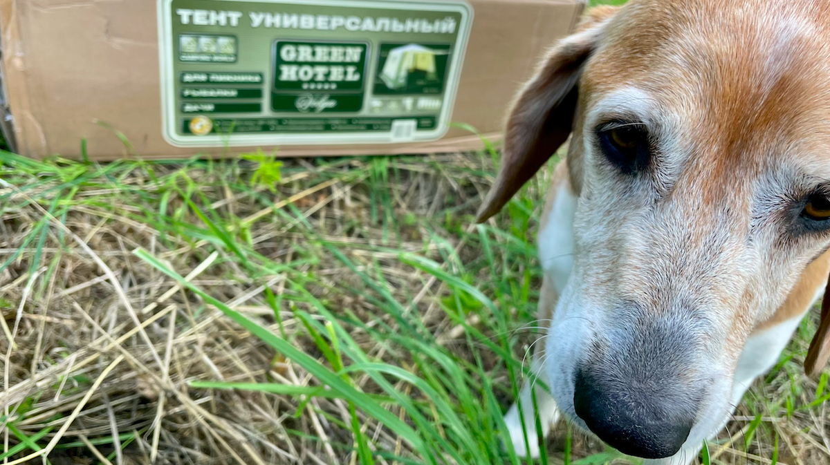 Тент приходит вот в такой картонной коробке. Собака никуда не приходит, она уже была тут. Зовут – Жора.