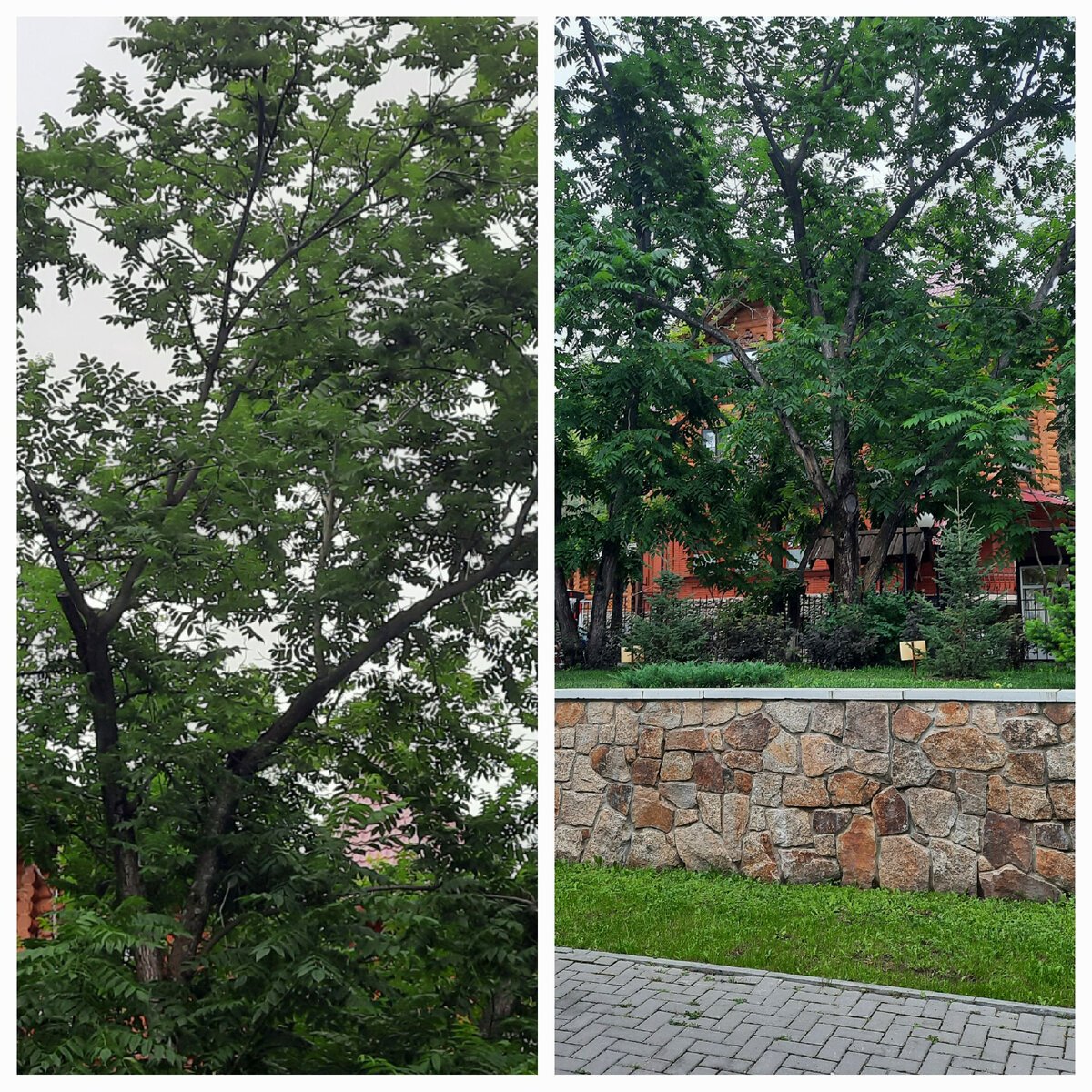 Та самая аллея летом