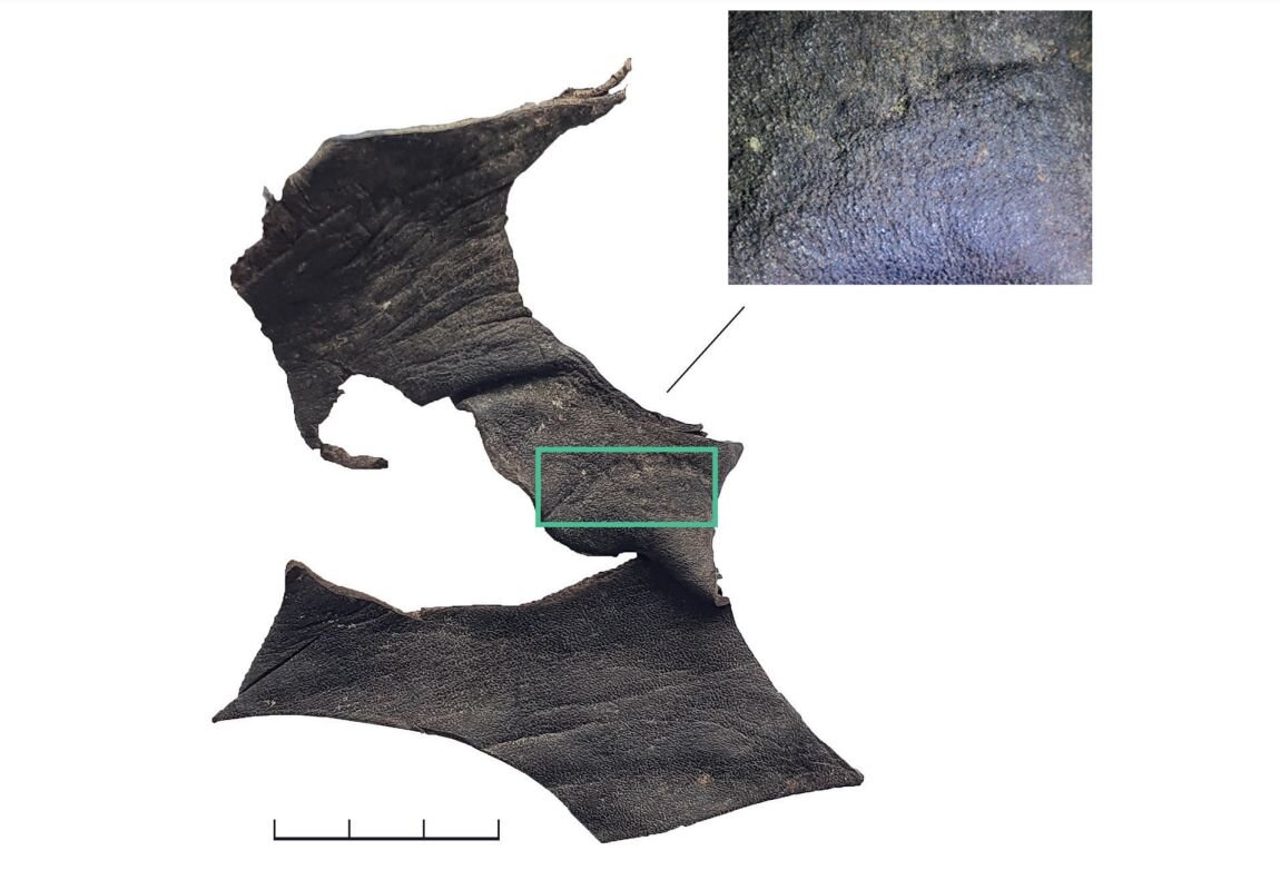 Следы жевания кожи