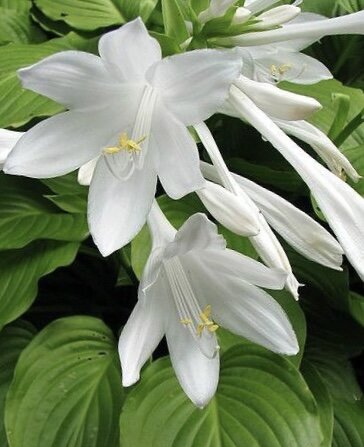 Хоста подорожниковая