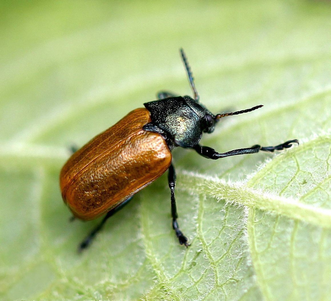 Источник фото: pokayadoma.ru