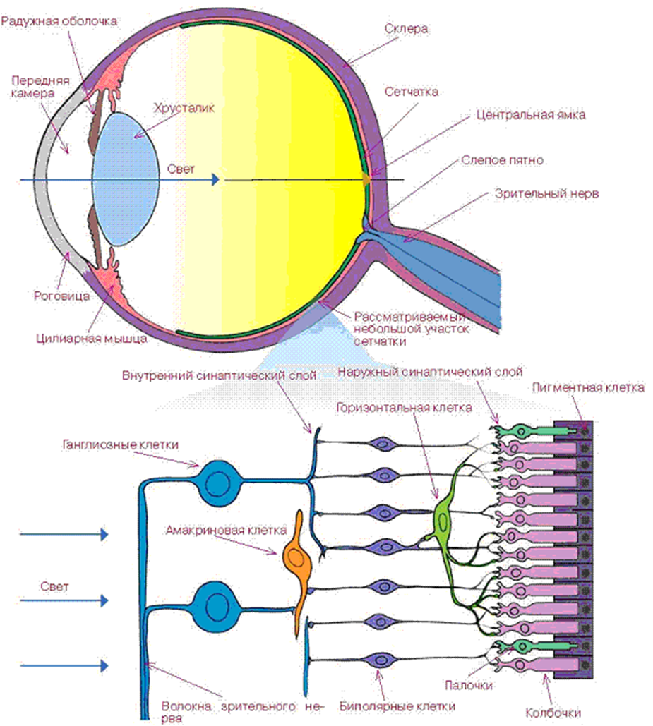 Место выхода зрительного нерва не воспринимающее лучей. Схема нейронного строения сетчатки. Зрительный анализатор строение сетчатки. Зрительный анализатор палочки и колбочки. Строение зрительного анализатора палочки и колбочки.