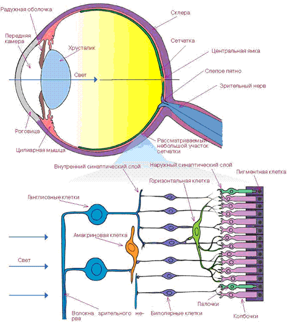 Структура глаза в ячейки цепочки. Зрительный анализатор строение сетчатки. Палочки и колбочки сетчатки глаза физиология. Строение рецепторного аппарата сетчатки глаза. Палочки и колбочки сетчатки глаза схема.
