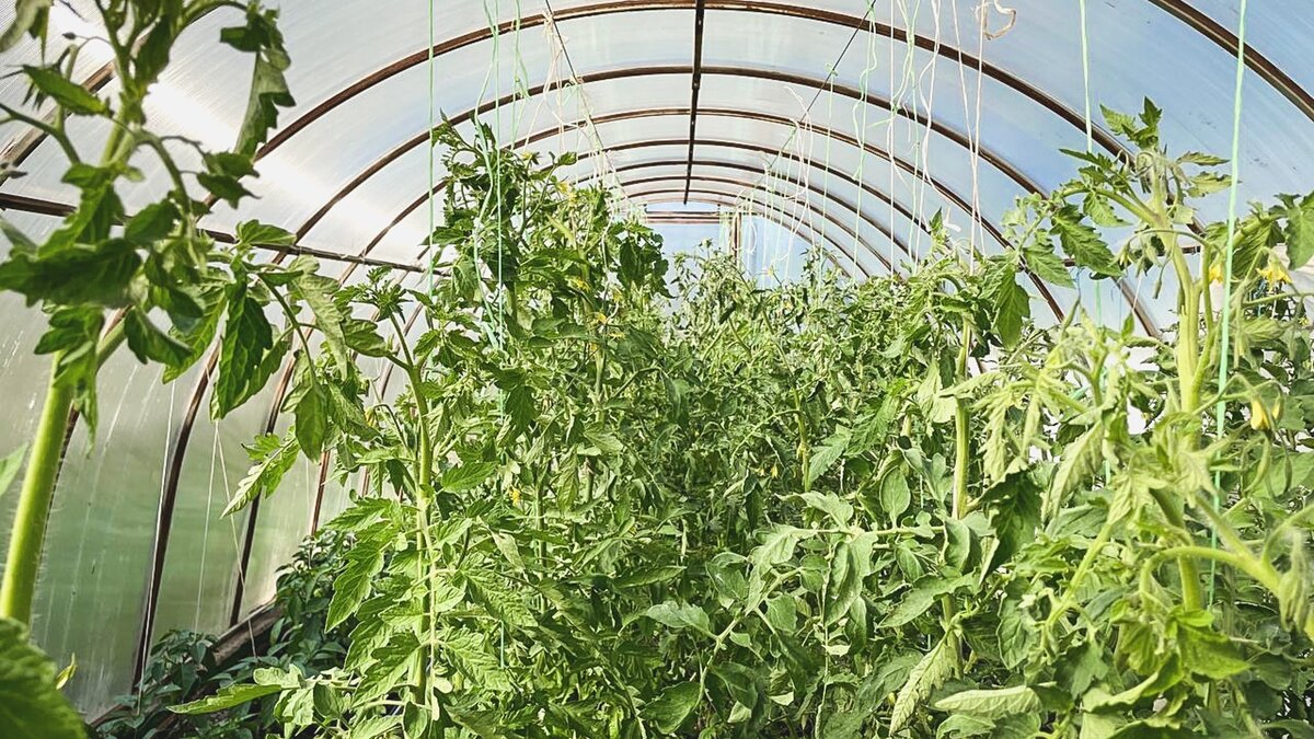     Не было обнаружено карантинных организмов и вирусных заболеваний, которые могут привести к потере качества и урожая.