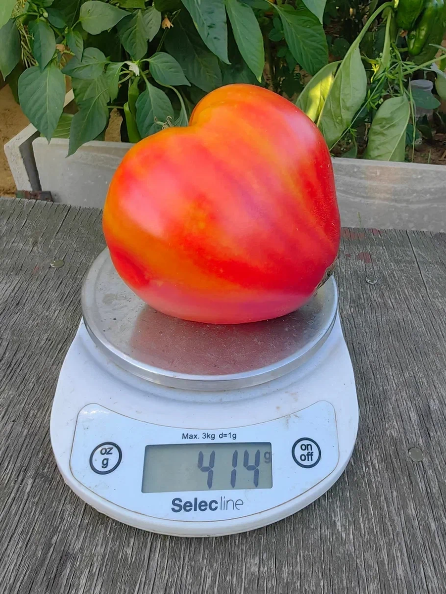 томат Минусинский оранжевый слон