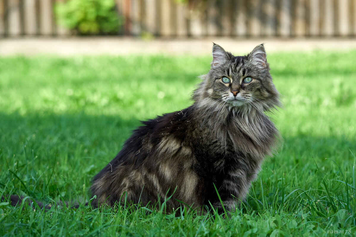 Sony A7M3; Sigma 100-400mm F5-6.3 DG DN OS; F=176mm; f/8.0; 1/800; ISO 800