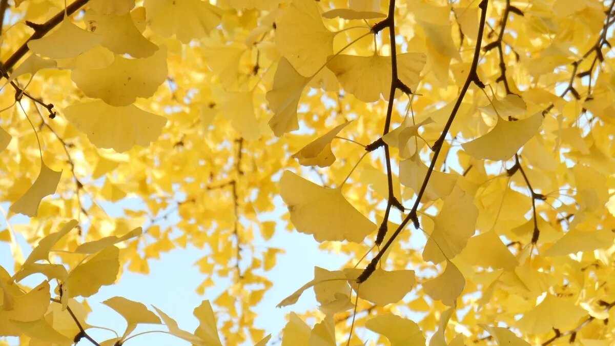 С началом осени наступает новый учебный год. Фото: pxhere.com