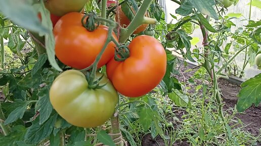 Супер томаты. 🍅🍅🍅Завалят урожаем. 😊Крупные и сладкие. 👍👍👍