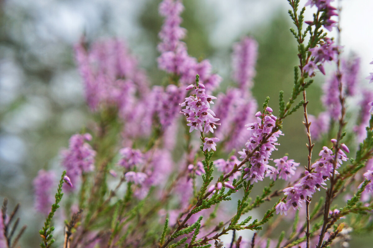 Calluna vulgaris Alicia