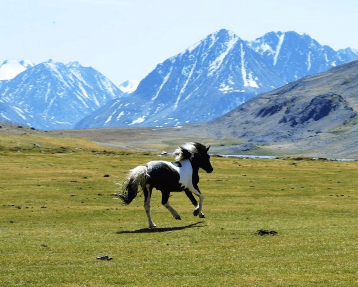 Молодёжная поолитика в алтайском крае. Грант алтая. Гостиница алтай резорт горно-алтайск. Грант алтая. Следственный комитет российской федерации закон.