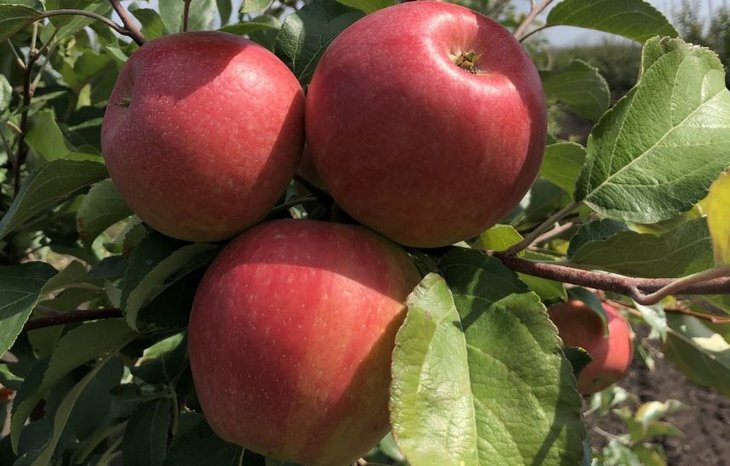    200 центнеров с га достигает урожайность яблок в Жердевском районе Тамбовской области