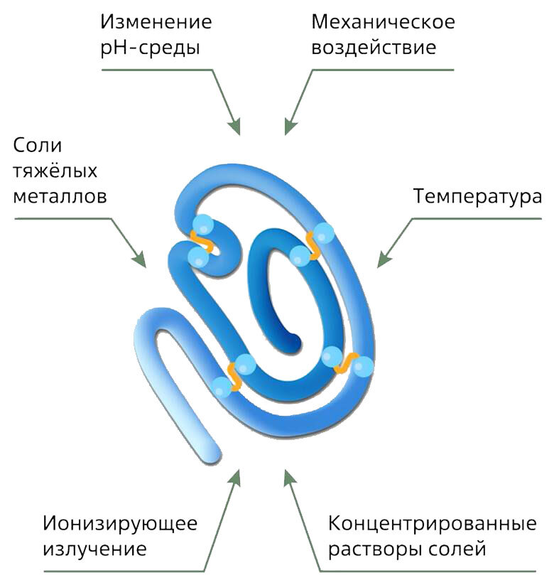 Биология 5 класс