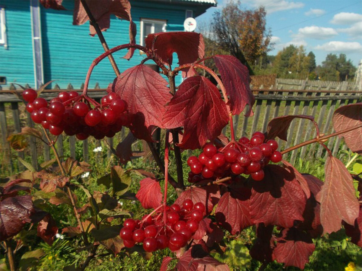 В каком городе снимали калину красную. Красная Калина Белоозерский. Калина красная Калина вызрела. Фрея Калина красная.