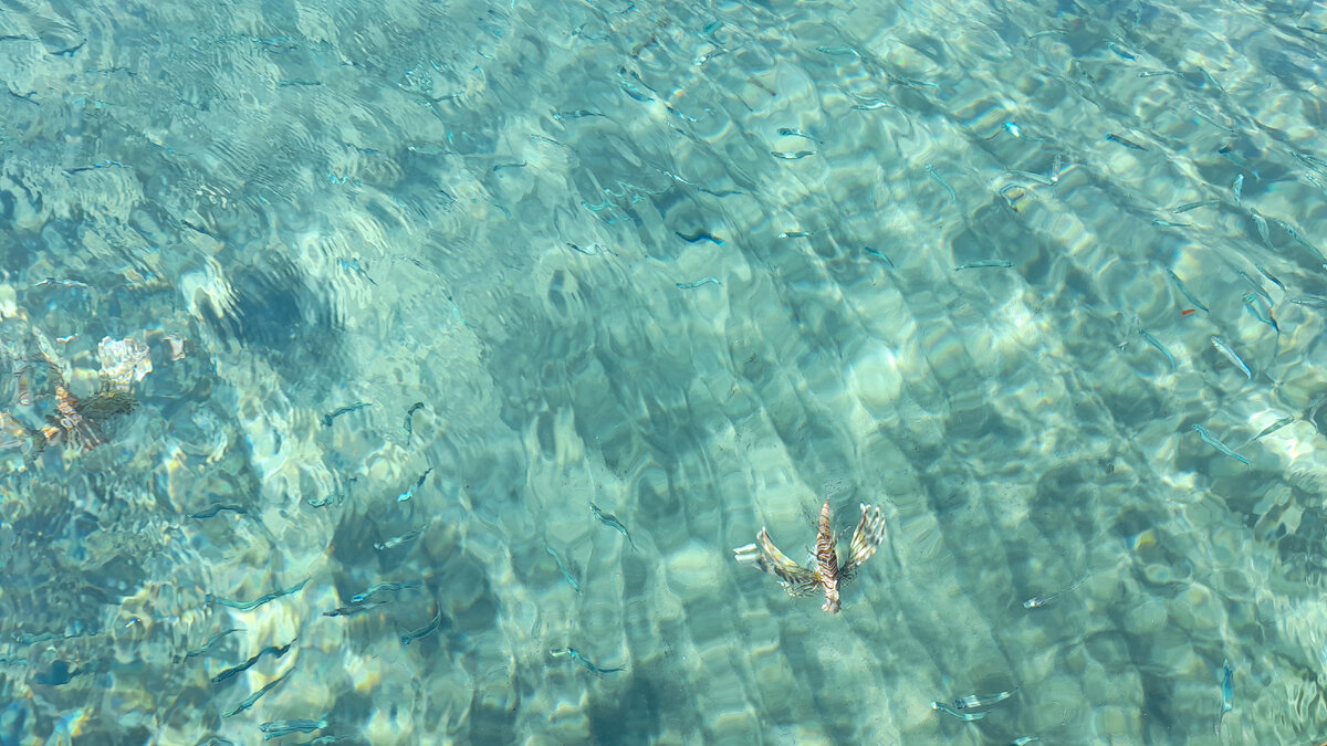 Конечно это фото не акулы, а Крылатки, но зато фото автора.