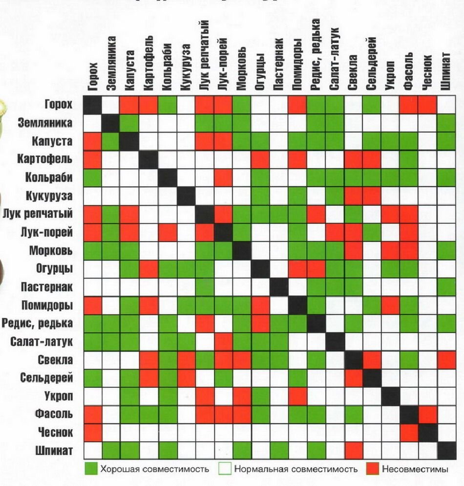 Совместимость овощей на огороде при посадке таблица. Таблица совместимости посадок овощных культур. Соседство овощей на грядках таблица. Совместимость растений при посадке в огороде таблица. Почему нельзя совмещать