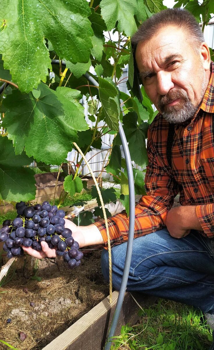 Сколько нужно вложить труда, чтобы вырастить такую гроздь, Ильдар знает точно. Фото из семейного архива Ахметзяновых.