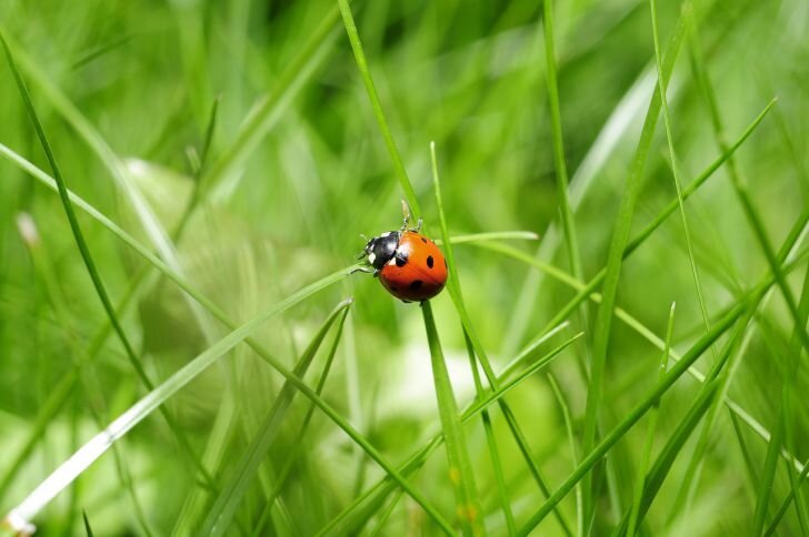 Фото: Pixabay