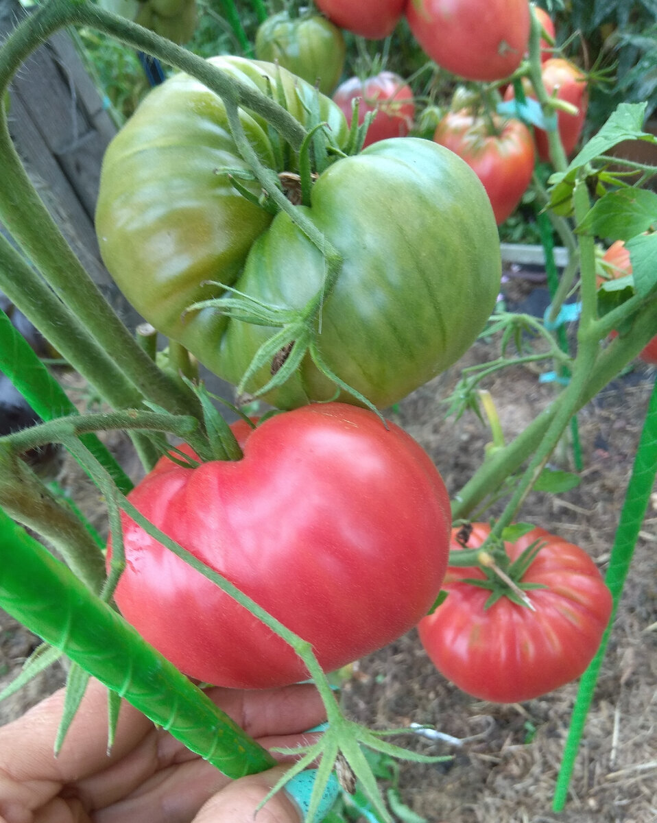 Гибрид тарасенко 2. Томат сорта луштица. Семена томатов коллекция. Томат генерал f1 5 шт. Семена томатов коллекция.