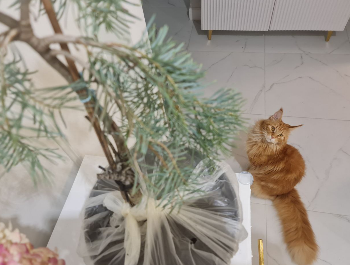 Пихта одноцветная Блю Рейн: плакучая красотка, о которой никто ничего ...