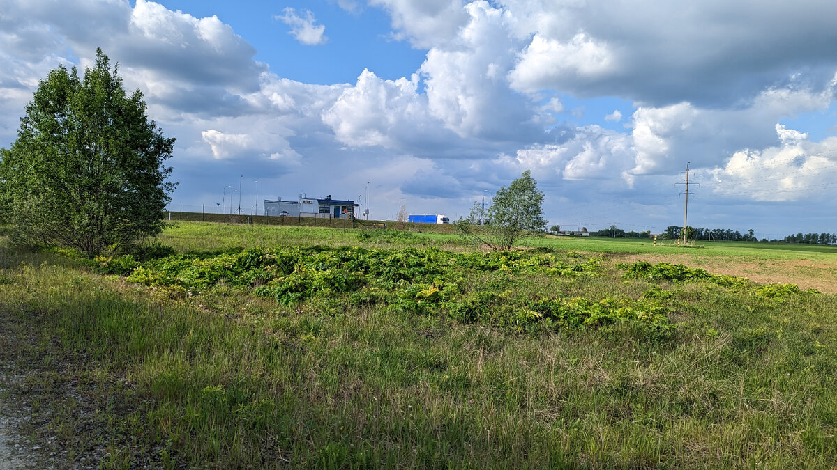 28,05,2023: Борщевик начинается!