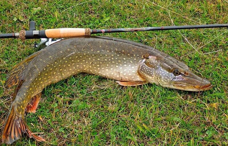 Фото с сайта: https://profrybolov.ru